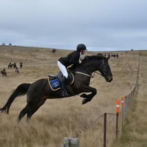 Horse for sale: 1 in a million hunter + show jumper