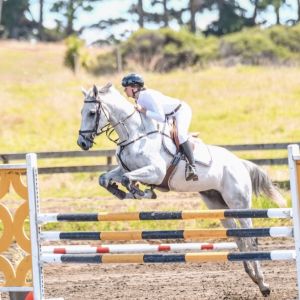 Horse for sale: Experienced Junior Mount