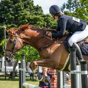 Horse for sale: AM/PRO AM/JR/YR HORSE