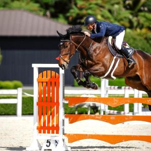 Horse for sale: GENUINE GRAND PRIX GENTLEMAN WITH WORLD CUP POTENTIAL