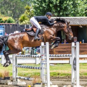 Horse for sale: LT HOLST COR BLIMEY 
