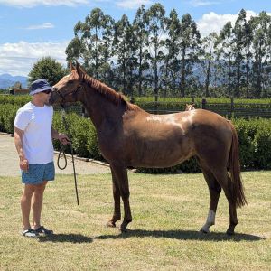 Horse for sale: ELITE YOUNG SHOW JUMPING PROSPECT