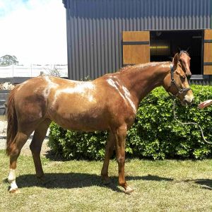 ELITE YOUNG SHOW JUMPING PROSPECT