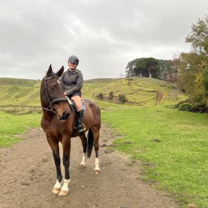 Horse for sale: Potential 7year old Gelding by Euro Sport Centavos 