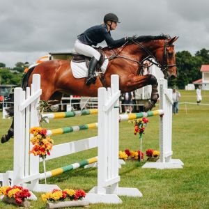 Horse for sale: Genuine ShowJumping Confidence Builder