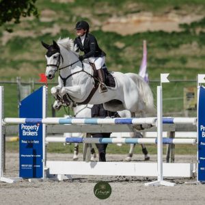Pocket Rocket Beautiful Grey Gelding