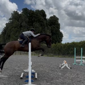 Talented 5yr Mare