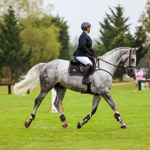 Horse for sale: Stunning All Rounder