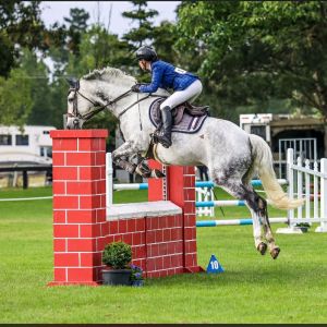 Horse for sale: Quo Vadis, Stunning scopey mare