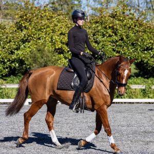 Pickles Pee Cee - Stunning mare with potential
