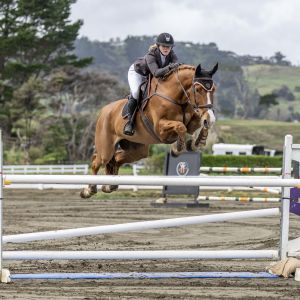 Horse for sale: World Cup Potential 