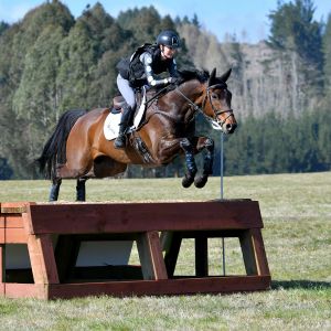 Stunning 8yo Fugato SW x TB