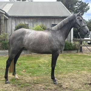 Horse for sale: Opal KK
