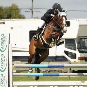 Horse for sale: Superstar jumper