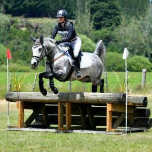 Horse for sale: Eye of the Storm (aka Bolt)