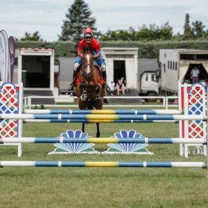 Horse for sale: Di Maggio- Junior/ Amateur mount