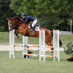 Horse for sale: Candis GNZ 