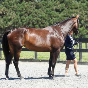 Top Breeding Top Potential