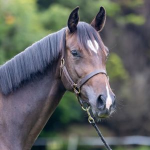 Stunning Centavos Mare Bred to Perform
