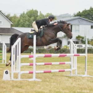 Horse for sale: EYE CATCHING ALL ROUNDER