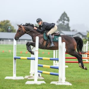 Horse for sale: EYE CATCHING ALL ROUNDER