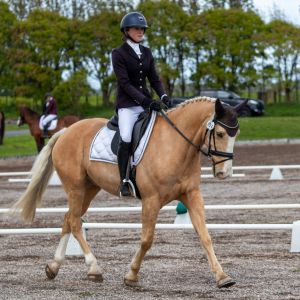 Horse for sale: Your New Best Friend