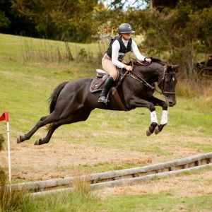 16hh, 10 year old Eventer - Obi Wan Kanube