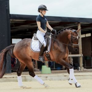 Potential Plus - Talented 6yo Performance Horse 
