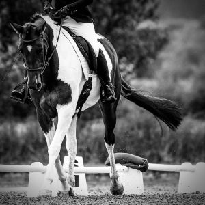 Gorgeous all rounder 