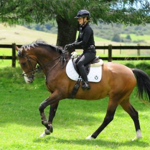 Horse for sale: Future Top Eventer/SJ