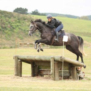 Horse for sale: Extremely Fun and Straight Forward Jumper