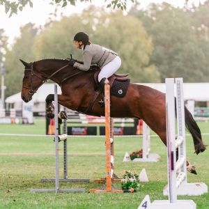 Horse for sale: Bravados NZPH