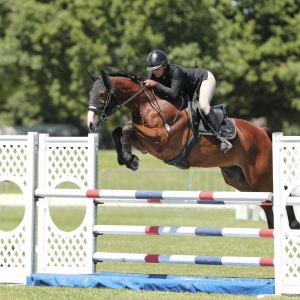 Talented fun 1.30m Showjumper