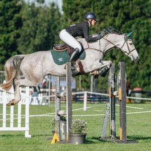 Horse for sale: Dream JR Mount