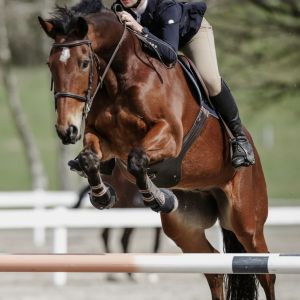 Horse for sale: Proven amateur show jumper