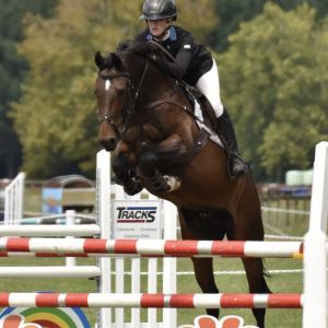 Horse for sale: POTENTIAL TOP LEVEL JUMPER