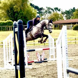 Horse for sale: Talented 5yo Gelding