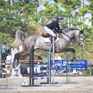 Talented 5yo Gelding