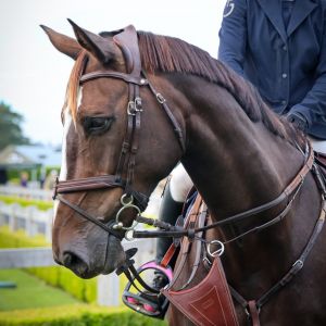 Horse for sale: Haupouri Galaxy NZPH