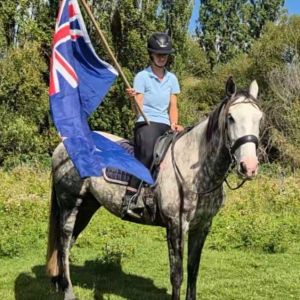 Horse for sale: Well bred All-Around Gelding 