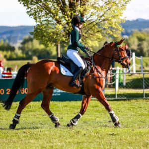 Horse for sale: Genuine All-rounder