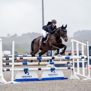 Horse for sale: Multi Purpose Fabulous Jumper