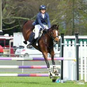 Horse for sale: Quality Warmblood Mare - Eros K