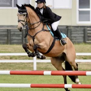 Horse for sale: Warm blood X