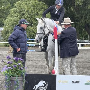 Horse for sale: Scopey safe show jumper 