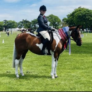 Horse for sale: Painted Treasure 