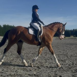 Horse for sale: Clyde X Hunter Type