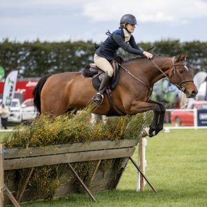 Horse for sale: Perfect Allrounder/Hunter Jumper
