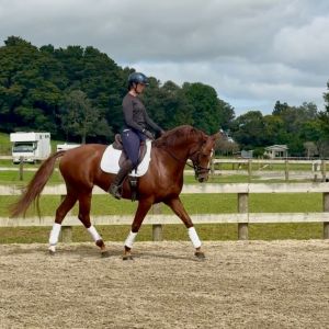 Horse for sale: Gorgeous Warmblood Allrounder