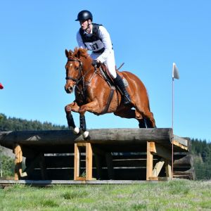 Horse for sale: Honest All-Round Gentleman